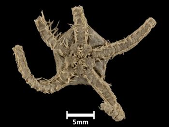 Media type: image;   Invertebrate Zoology OPH-1972 Description: Bottom of brittle star with mouth visible.;  Aspect: ventral
